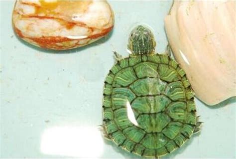 水晶 種類 効果 養烏龜的壞處